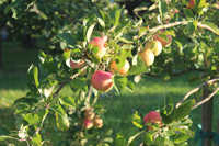 Ein Apfelbaum im Herbst in unserem Obstgarten